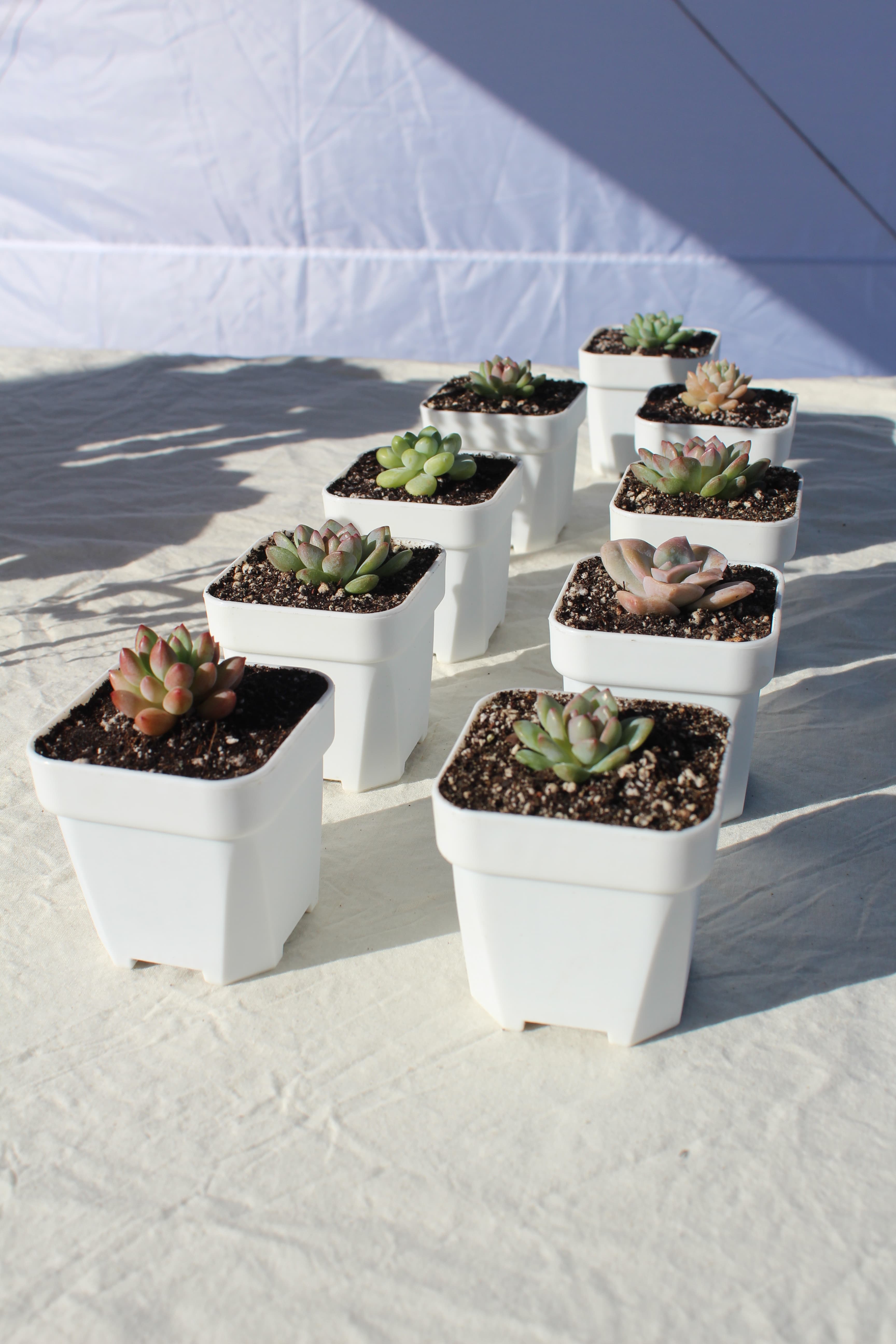 Succulent display
